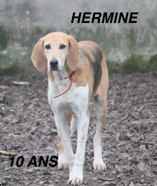 HERMINE - poitevin 11 ans -  Refuge Ramier à Montauban (82) 19f152b3971ca0b2f142cc05a573733b3